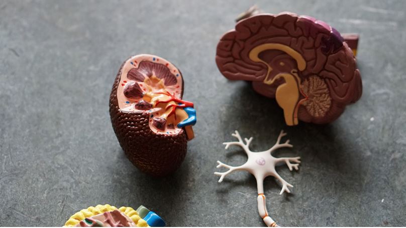 A cross-section of Kidney, Brain, and Neuron